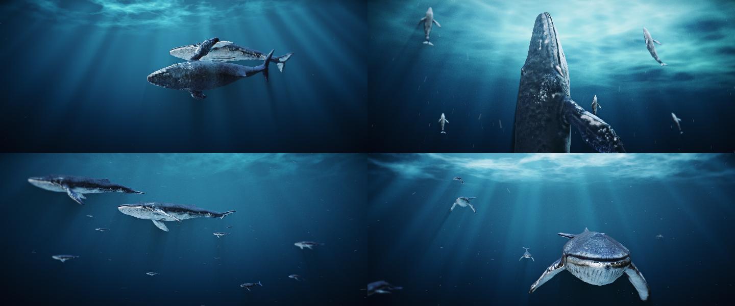 海底鲸鱼视频素材