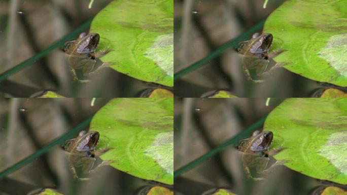 一只青蛙一动不动地挂在一片叶子的边上，一片百合叶子挂在平静的水池里；他周围有芦苇。