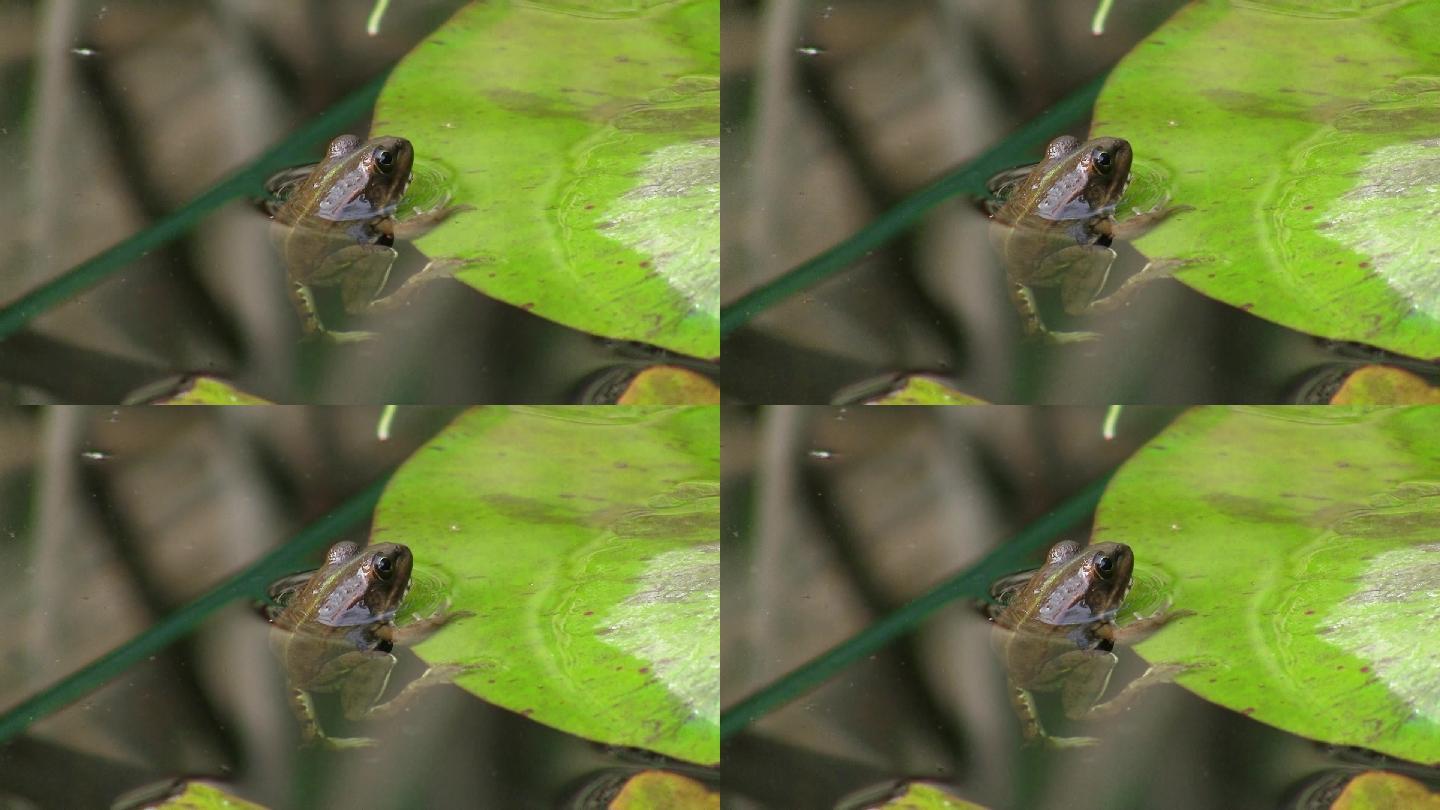 一只青蛙一动不动地挂在一片叶子的边上，一片百合叶子挂在平静的水池里；他周围有芦苇。