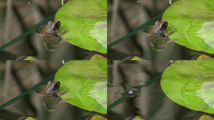 一只青蛙一动不动地挂在一片叶子的边缘，百合叶子在平静的湖水里，然后游走了；他周围有芦苇。