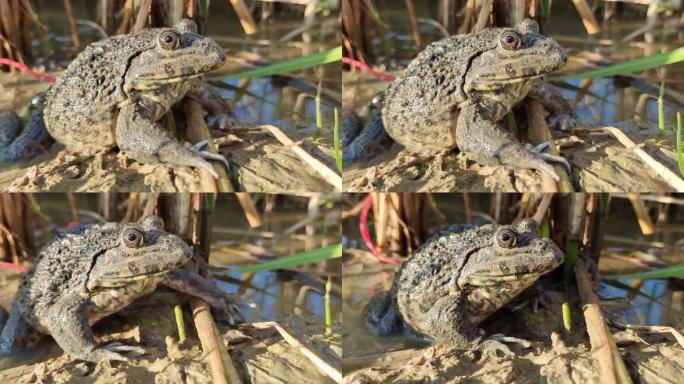 青蛙金线蛙呼吸眼睛苔藓动物生物稻田青蛙