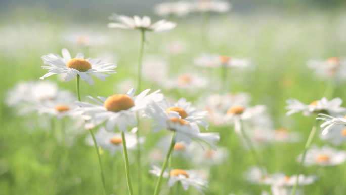 小清新鲜花阳光和雏菊_高清4k