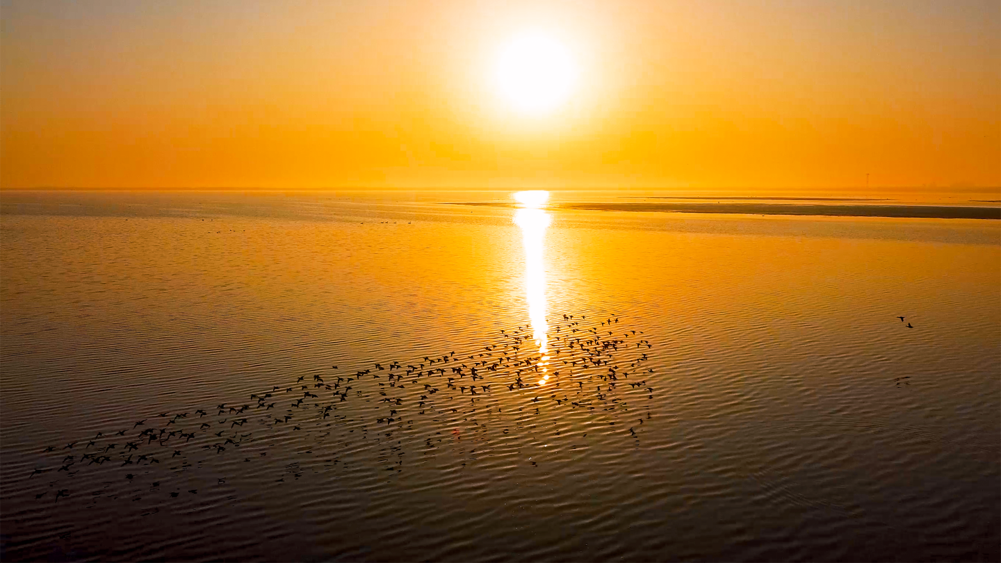 鄱阳湖 野鸭群飞