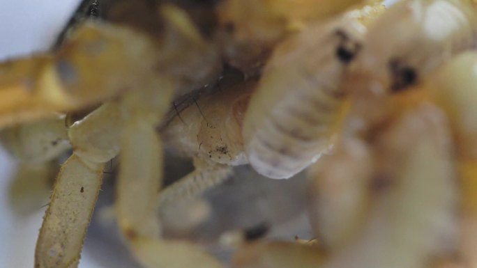 蝎子繁殖蝎子卵