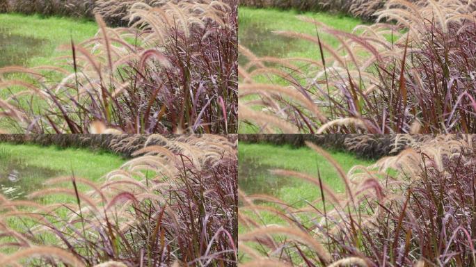 池塘边风吹狗尾巴草升格