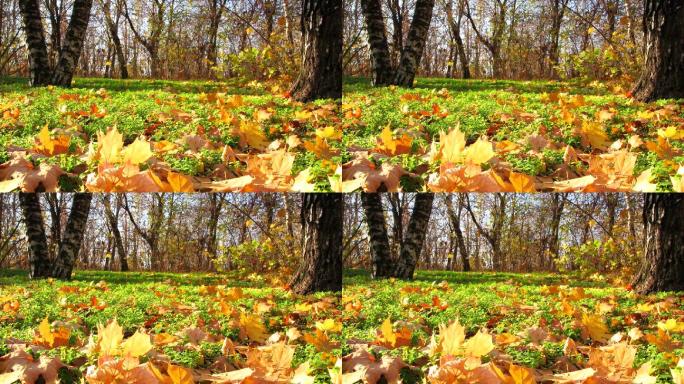 时间流逝。美丽的秋林景观。