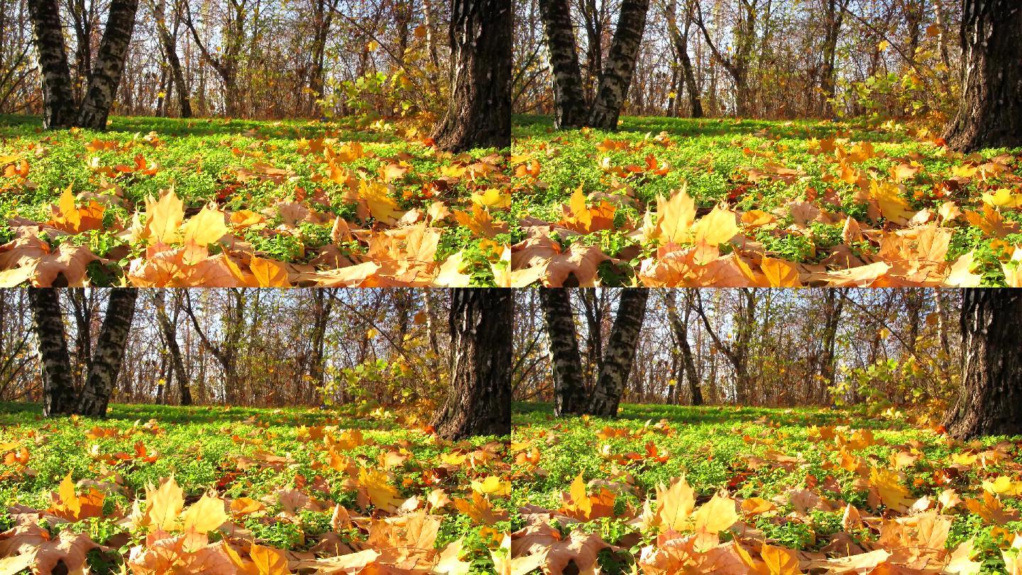 时间流逝。美丽的秋林景观。