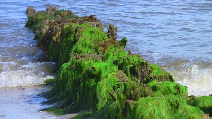 海边的海藻