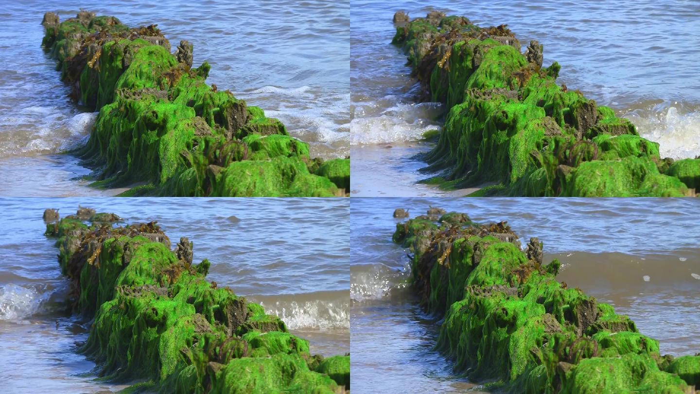 海边的海藻