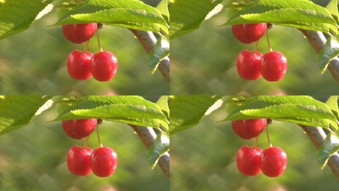 成熟的甜樱桃浆果挂在树上。