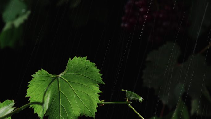 葡萄藤葡萄叶子在雨中