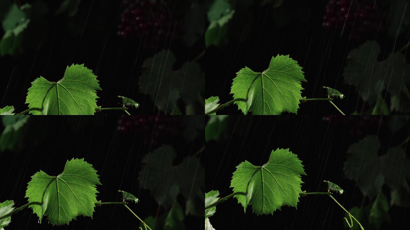 葡萄藤葡萄叶子在雨中