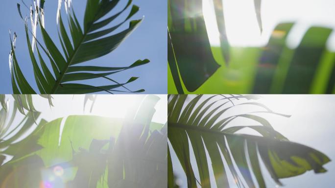 阳光逆光风吹热带植物芭蕉树叶空镜视频素材