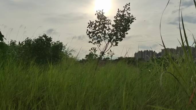 风吹草动 阳光晚风吹温馨剪影花透过阳光