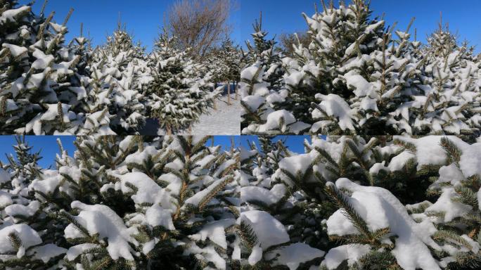 雪后小松树