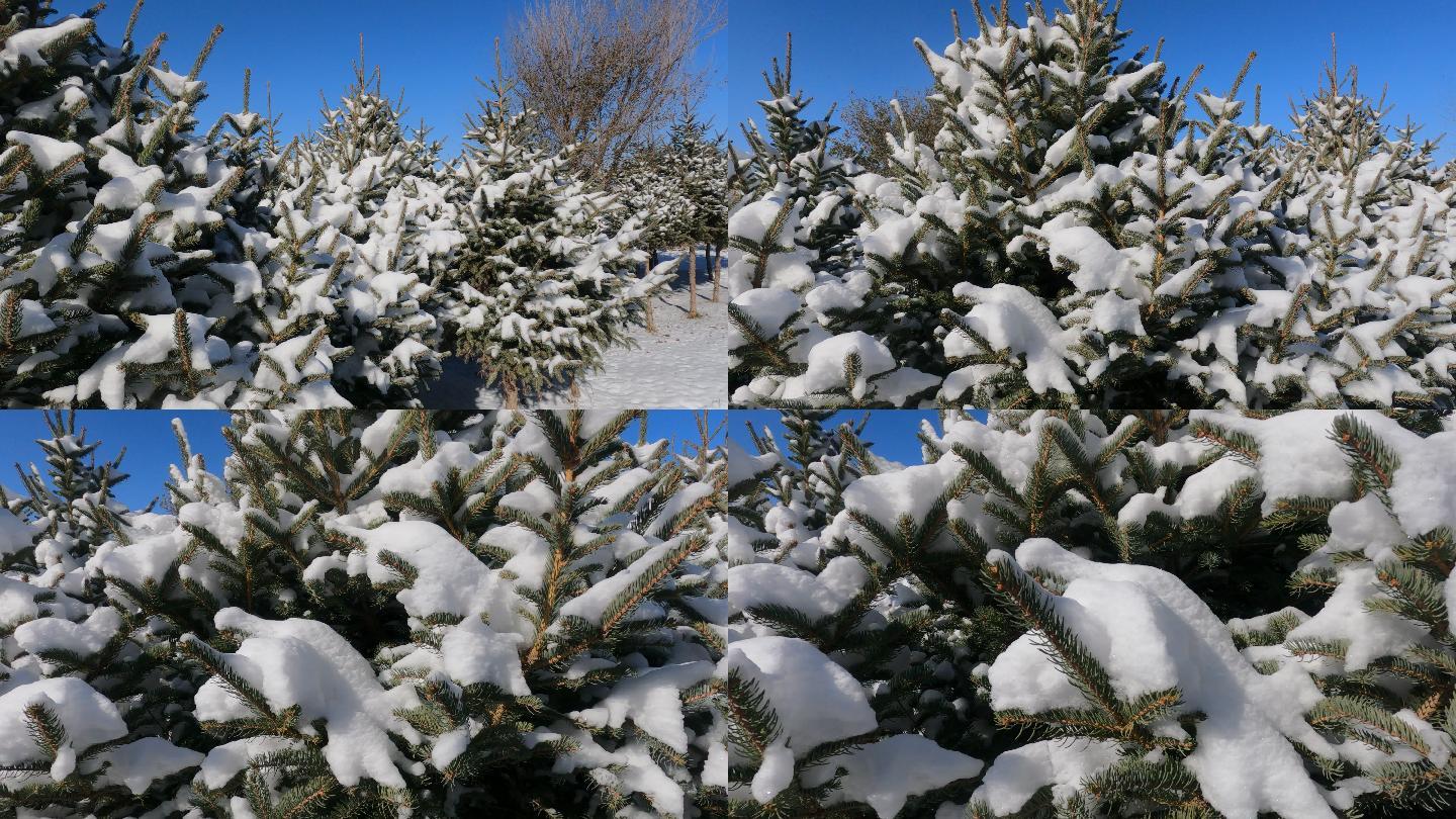 雪后小松树