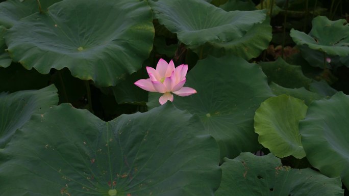 荷花 莲花 夏日空镜