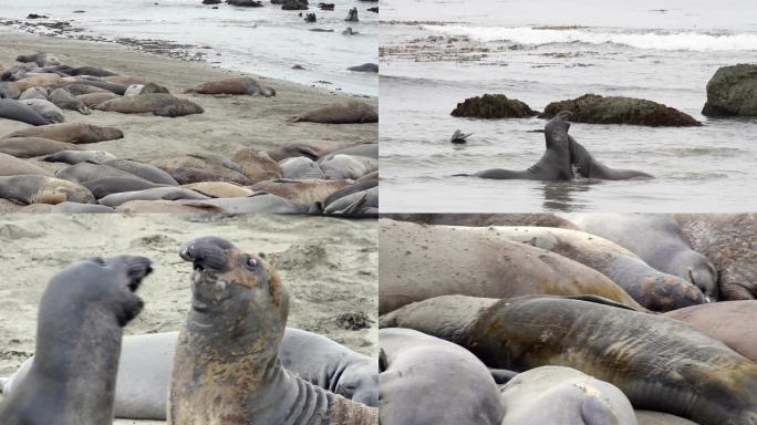 加利福尼亚州海岸海象的5张蒙太奇照片