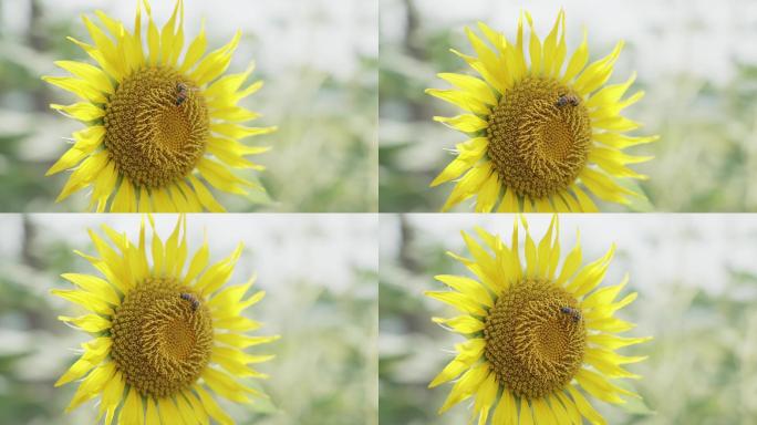 初夏向日葵花朵勤劳的蜜蜂采蜜生态