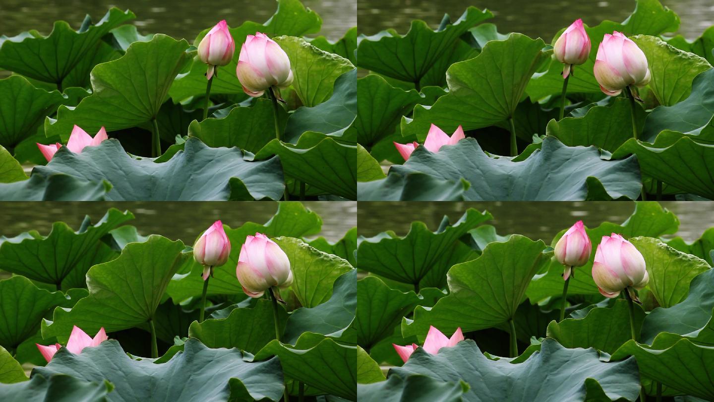 池塘里的睡莲。