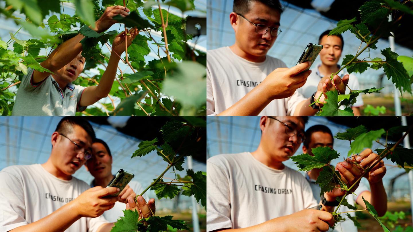 农业专家手把手教村民种葡萄