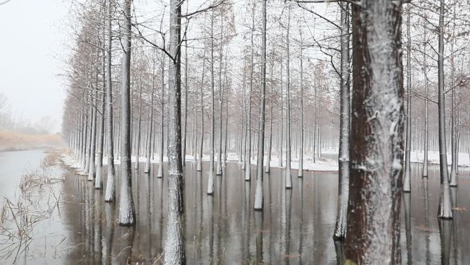 湿地水杉林雪景