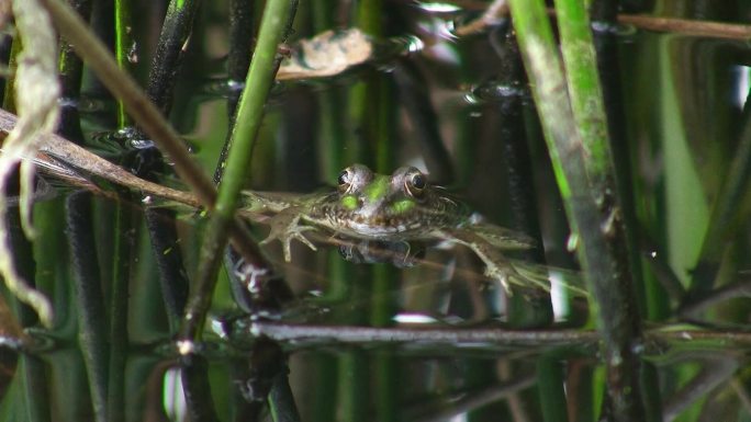 一只青蛙在水中高达头部，只有头部在水面以上，它首先在水中静止不动，然后游走；他周围有芦苇。