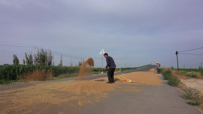 农村占路晾晒小麦