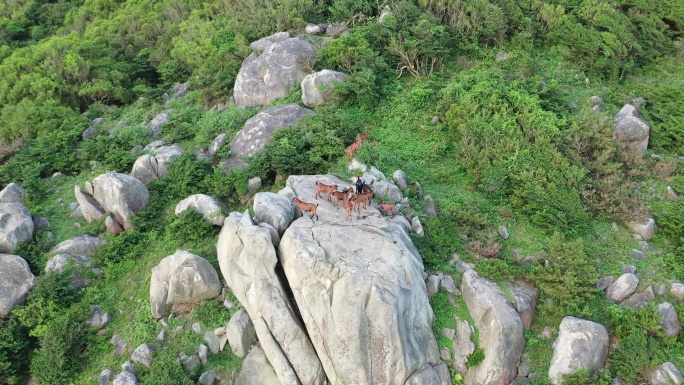 山上的山羊在岩石峭壁上爬行山上石头羊群