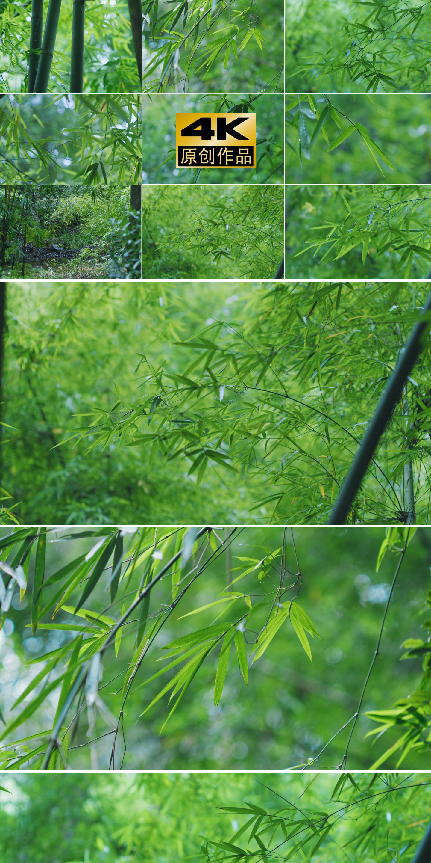 竹子古风竹林竹叶绿色唯美中式禅意