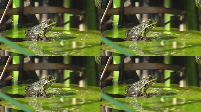 一只青蛙坐在一片大绿叶上。平静的水中的睡莲叶。池塘。