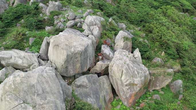 山上的山羊在岩石峭壁上爬行山上石头羊群