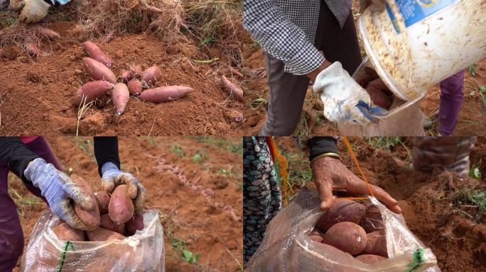 农民农田挖红薯丰收