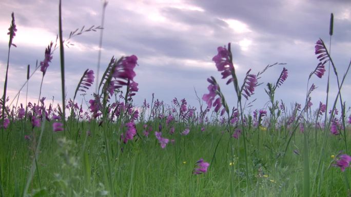 草地上的丁香野花。