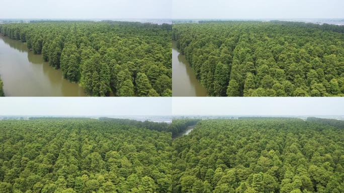 洪泽湖湿地森林