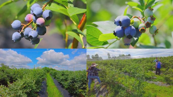 现代农业蓝莓种植