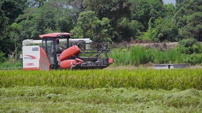 实拍丰收季节水稻收割机农忙