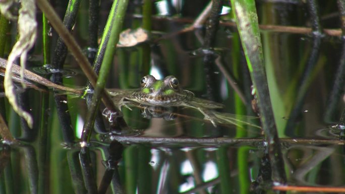 青蛙在水中高达头部，只有头部高于水面；他周围有芦苇。
