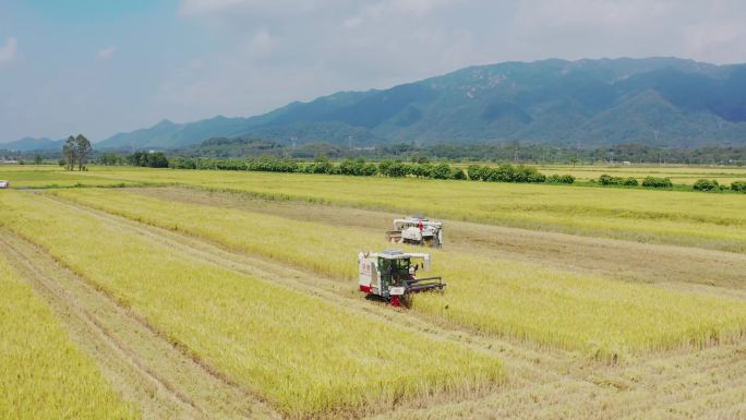 水稻农业丰收素材