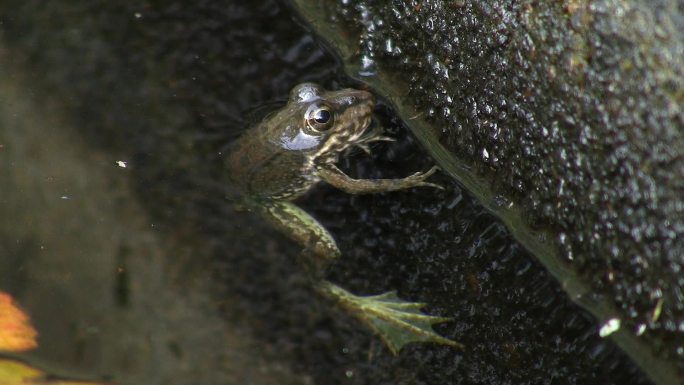 一只青蛙一动不动地挂在水里的树枝上；休息