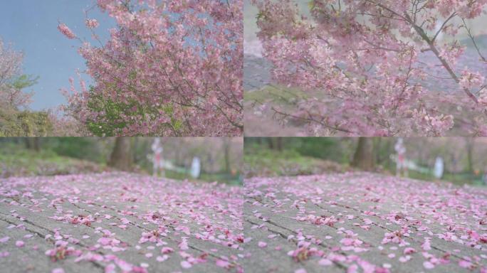 实拍唯美樱花雨