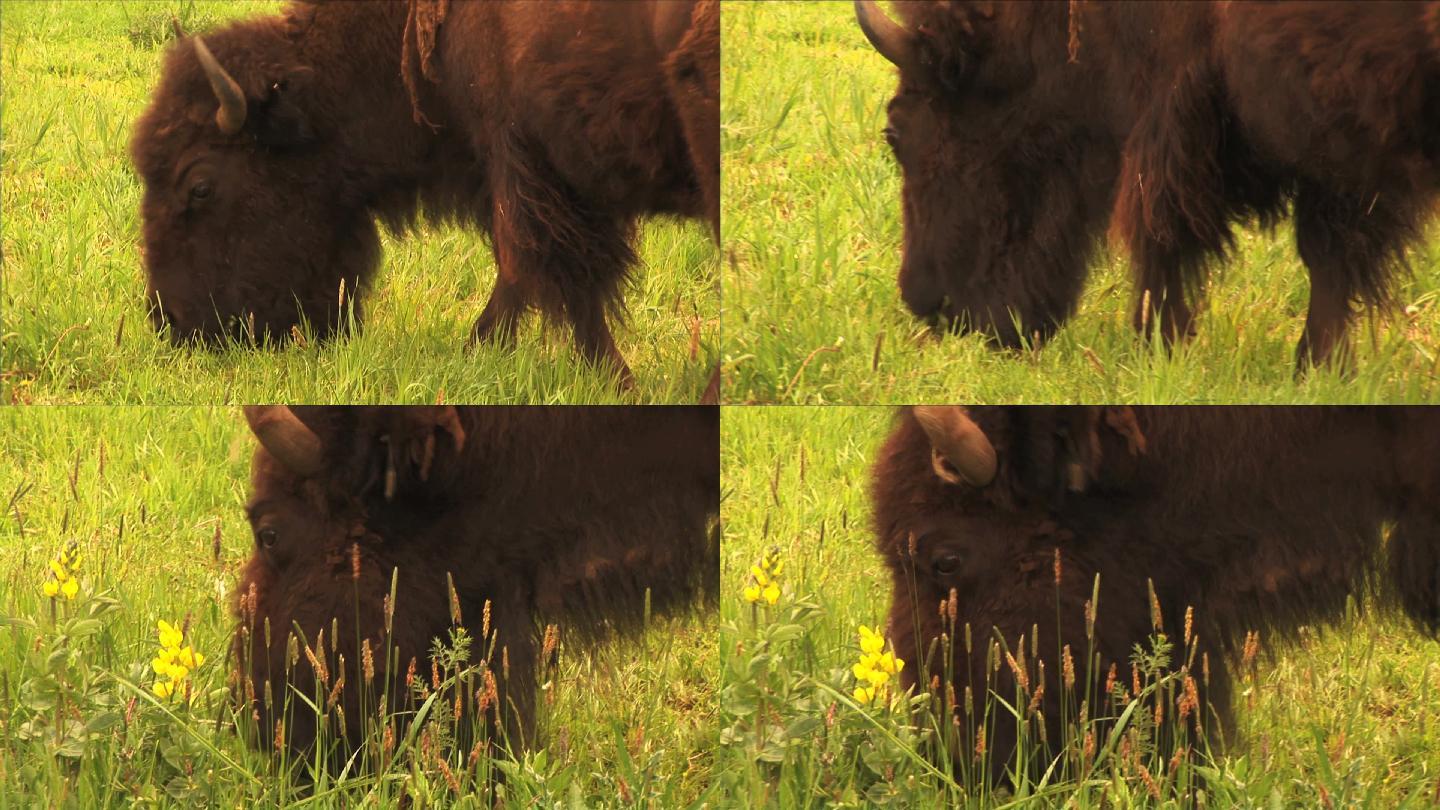 水牛在茂盛的春季草地上吃草的高清照片。非常适合主题为驯养动物、牧场、食品生产、自然、美国文化、季节性