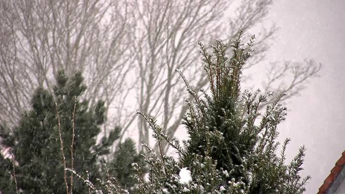 雪，飘雪，紫杉