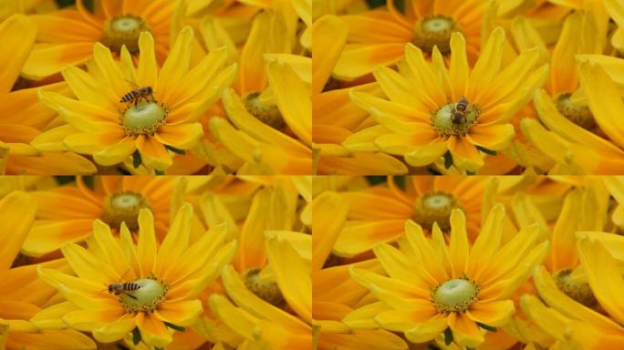 菊花与蜜蜂的特写镜头