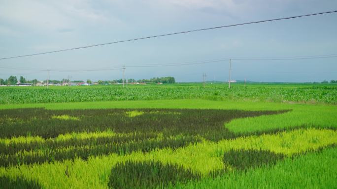 4k美丽的田野乡村景色美景稻田