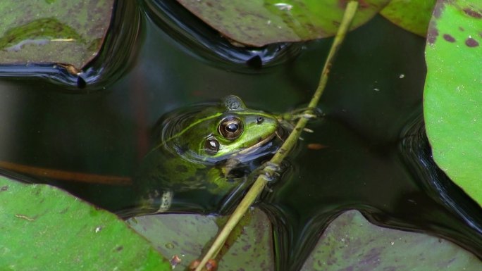 一只青蛙一动不动地挂在水里的一根小树枝上；休息并游走。它周围有绿叶、睡莲叶。