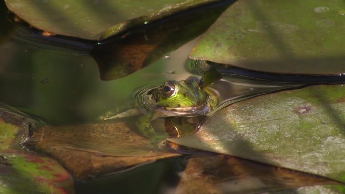 一只青蛙坐在平静的池塘里；他周围有大片绿叶、睡莲叶。