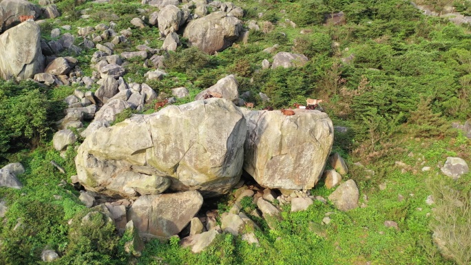 山上的山羊在岩石峭壁上爬行山上石头羊群