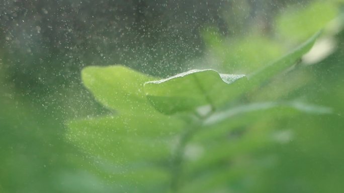 夏日空镜头