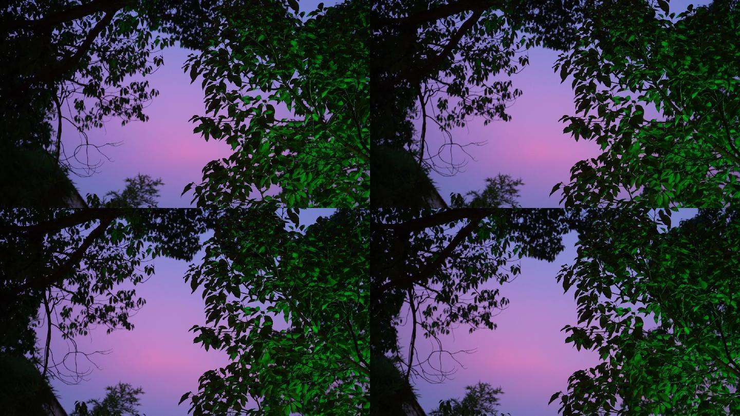 夜景情绪树紫色天空意境高级相机实拍
